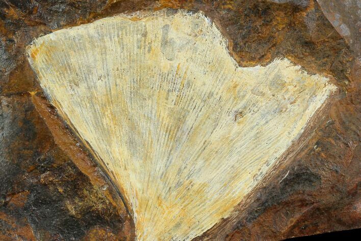 2.7" Fossil Ginkgo Leaf From North Dakota - Paleocene
